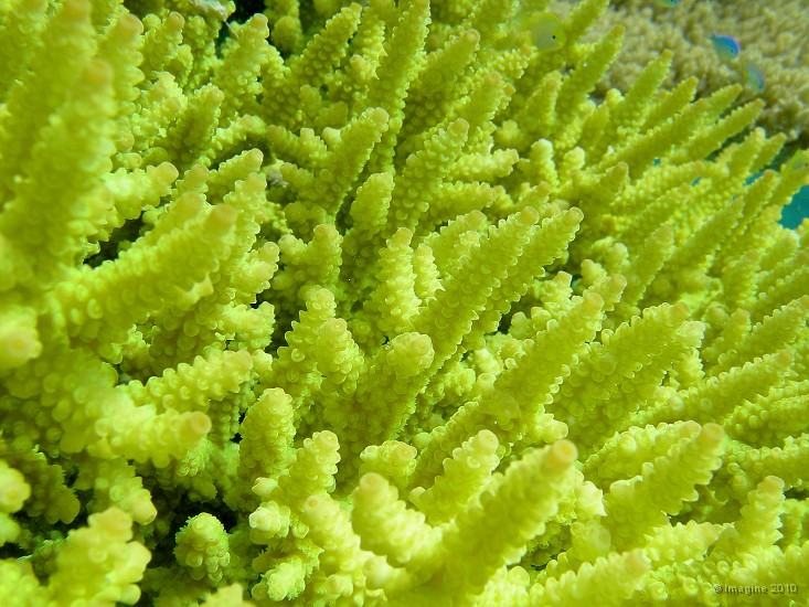50- Detail d'un madrepore jaune (acroporidae) - Recif Tote.JPG